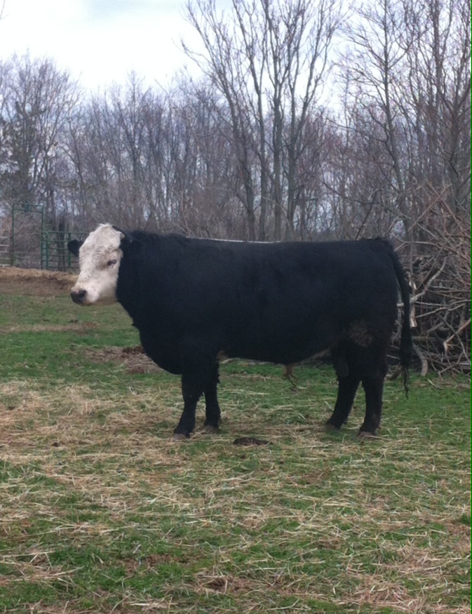 Simmental Bulls For sale